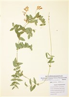 藏品(美洲野豌豆)的圖片